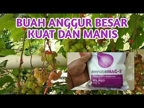 Video: Pupuk Di Pasak 