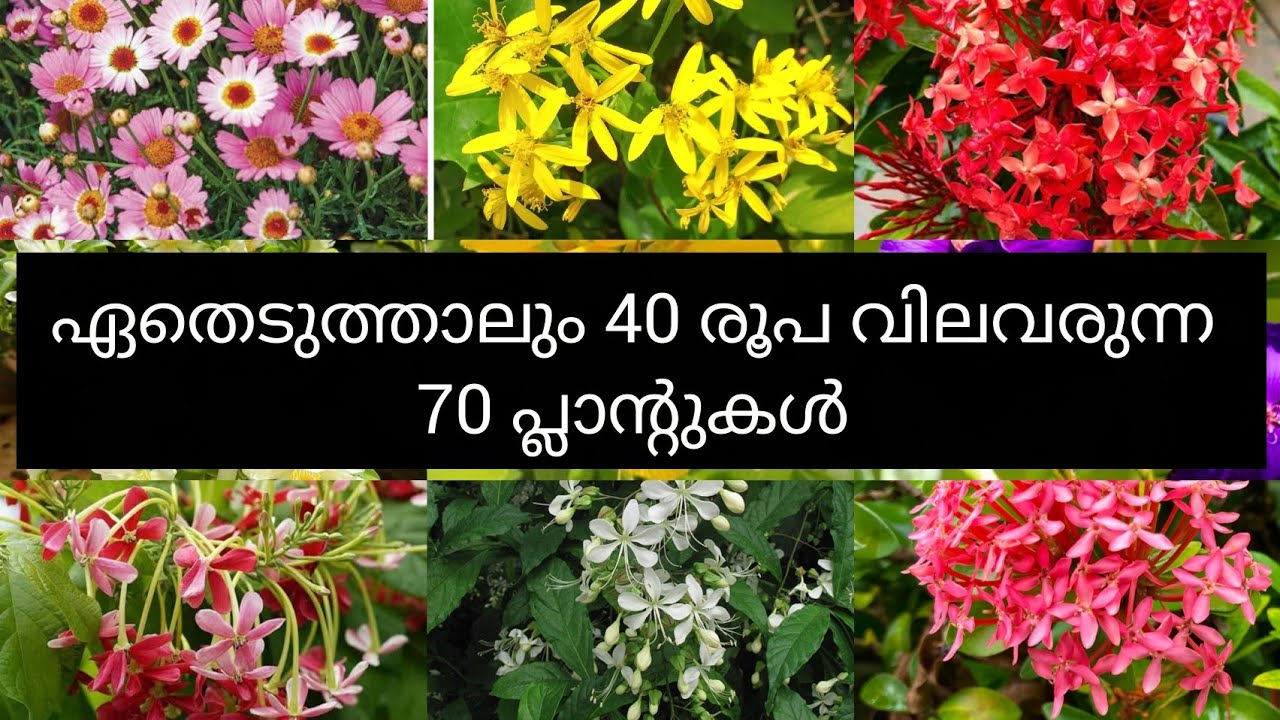 ഏതെടുത്താലും 40 രൂപ വിലവരുന്ന 70 പ്ലാന്റുകൾ @pinepetalsgarden #plantsale #homegarden 