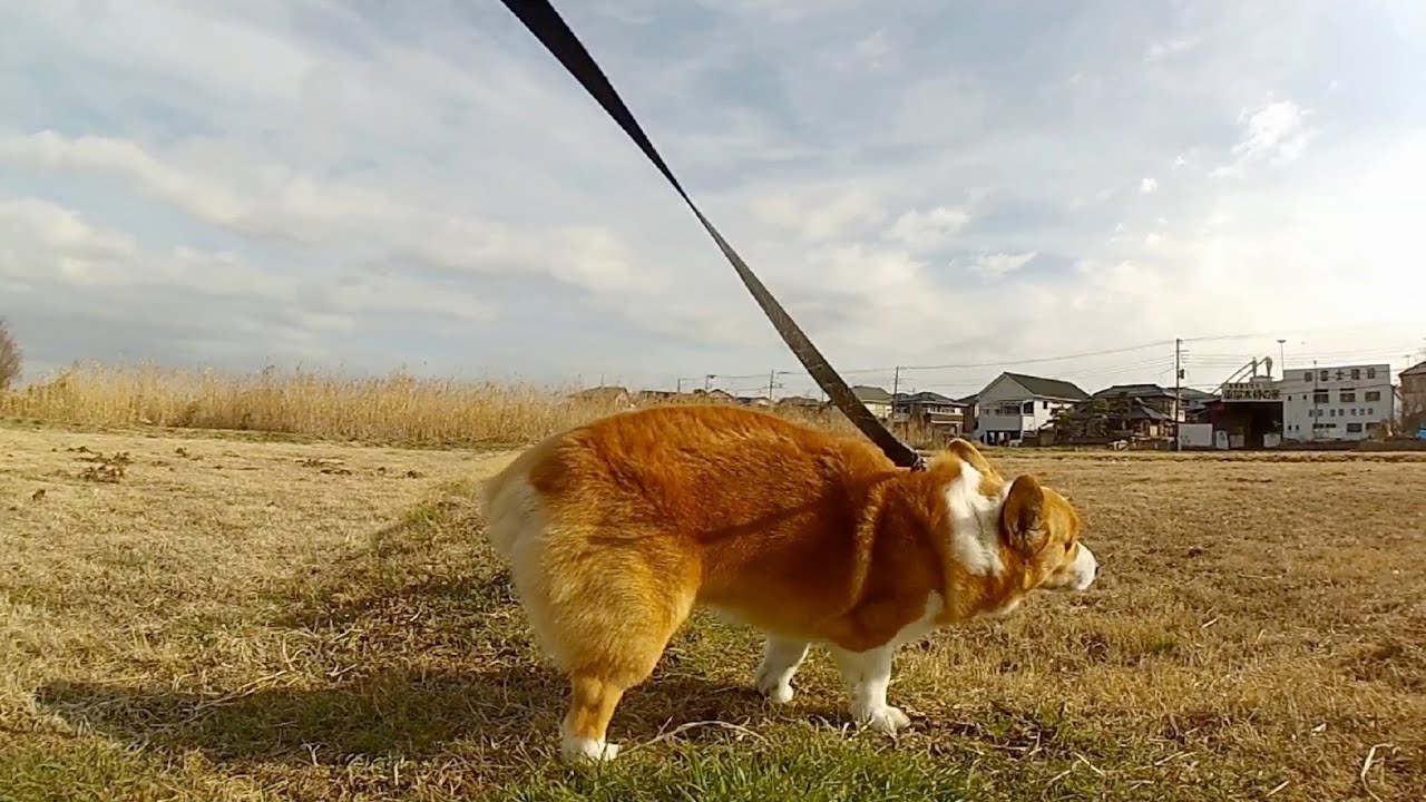 Pee / オシッコ 20130209 Goro@Welsh corgi コーギー - YouTube