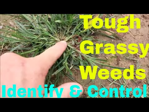 ვიდეო: Goosegrass Weed Control - ინფორმაცია ბატის მოკვლის შესახებ