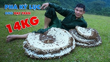 Phá Sâu Kỷ Lục Tổ Ong Đất To Nhất Của THỢ RỪNG