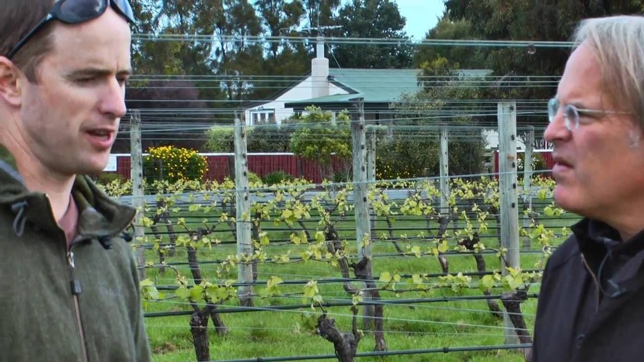 JAMESSUCKLING.COM - New Zealand - The Wines of Martinborough
