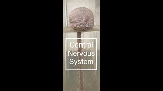 Central Nervous System