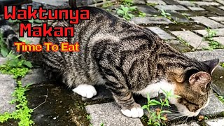 Time to feed the four cats who always welcome me by SabeTian Animals 77 views 1 month ago 4 minutes, 21 seconds