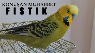 12 Kelime Birden Muhabbet Kuşu Konuşturma Konuşan Muhabbet Kuşu Fıstık Dinlet Konuşsun