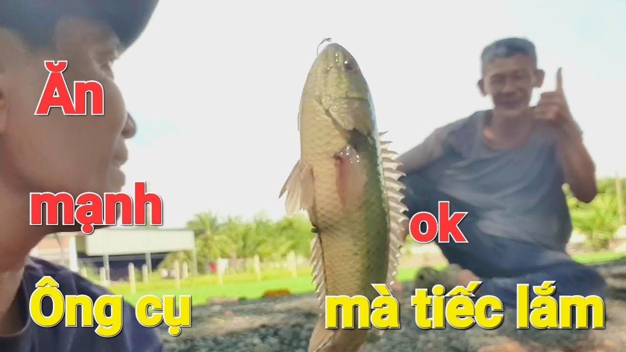 Câu sông Rạch/ Điểm câu giựt thiệt phê Ông Lão đòi nướng ăn luôn. 