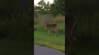 timid little guy at Sunken Meadow State Park, Kings Park, Long Island, NY #longisland #statepark — Kings Park, Suffolk, NY — community video