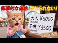 💥【衝撃】公園に行きたかったここにゃん…お金がなくて諦めたのに、最後に奇跡が起きた😭🎟️