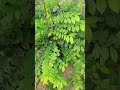 Streblus Asper Trees Streblus Trees Asper Nature Photography Naturephotography Travel Streblus Asper Trees Streblus Trees Asper Nature Photography Naturephotography Travel