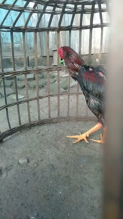 si bellut bk klasik,,tehnik ruet, nakal pukol kerass