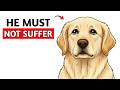 How to Preventing Separation Anxiety in Your Dog