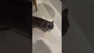 Bonsoir 🌆 Lord & Eva # chat #chat britannique #chat