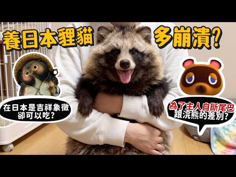 [Raising a Japanese Tanuki from Scratch] How frustrating is it to raise a Japanese tanuki? They'r...