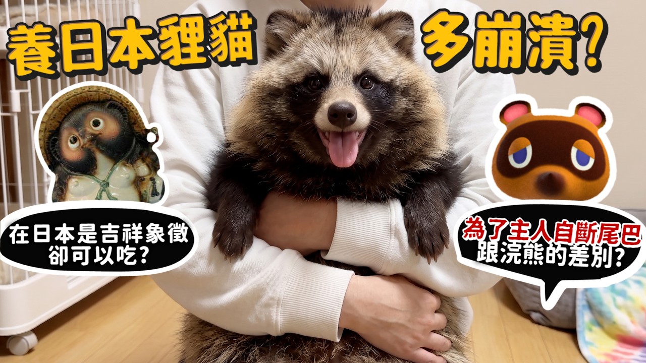 【從零開始養】養日本貍貓多崩潰?在日本是吉祥象徵卻可以吃?為了主人自斷尾巴?跟浣熊差別?【許伯簡芝】 縮圖