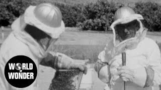 WOW Presents Clips: The Last Beekeeper (2009)