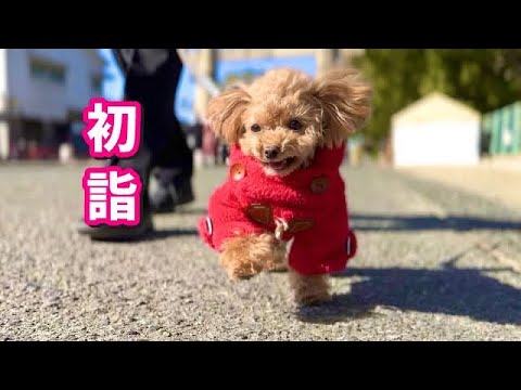 初詣パワーで元気100倍になる犬！【トイプードルのコロン】
