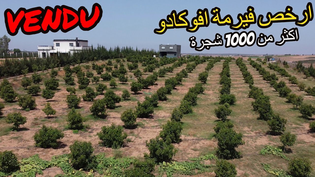 ✨الفيرمة التي يطلبها الجميع فيرمة اشجار الافوكادو المنتجة والجاهزة والمحفظة للبيع بثمن رائع  ✨ تيفلت