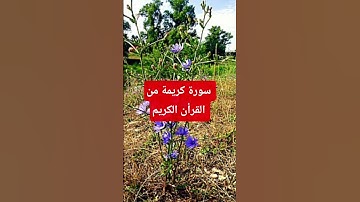 #تلاوة_هادئة #تلاوة_خاشعة #اسلام_صبحي #خواتيم_سورة_المؤمنون