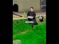 Panda Got Special Surprise