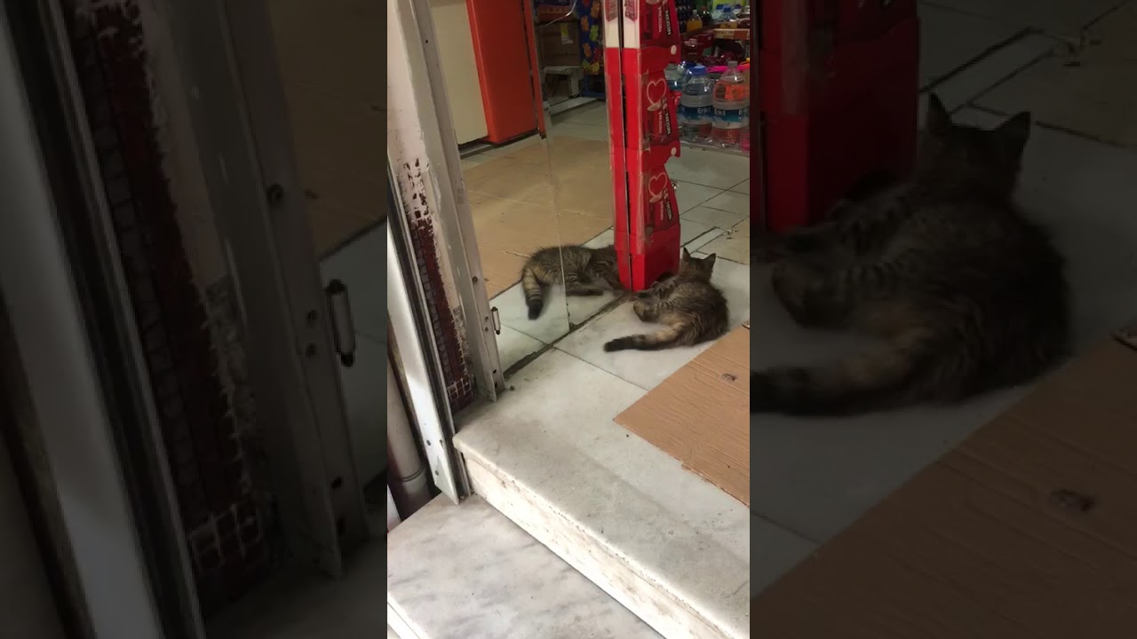 Aynada ilk defa kendini gören kedi 🤣🤣 YouTube