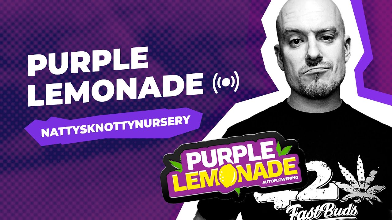 Purple Lemonade by Fast Buds |  NATTY'S KNOTTY NURSERY