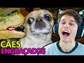 MORRI DE RIR !! OS CACHORROS MAIS ENGRAÇADOS DA INTERNET !!!