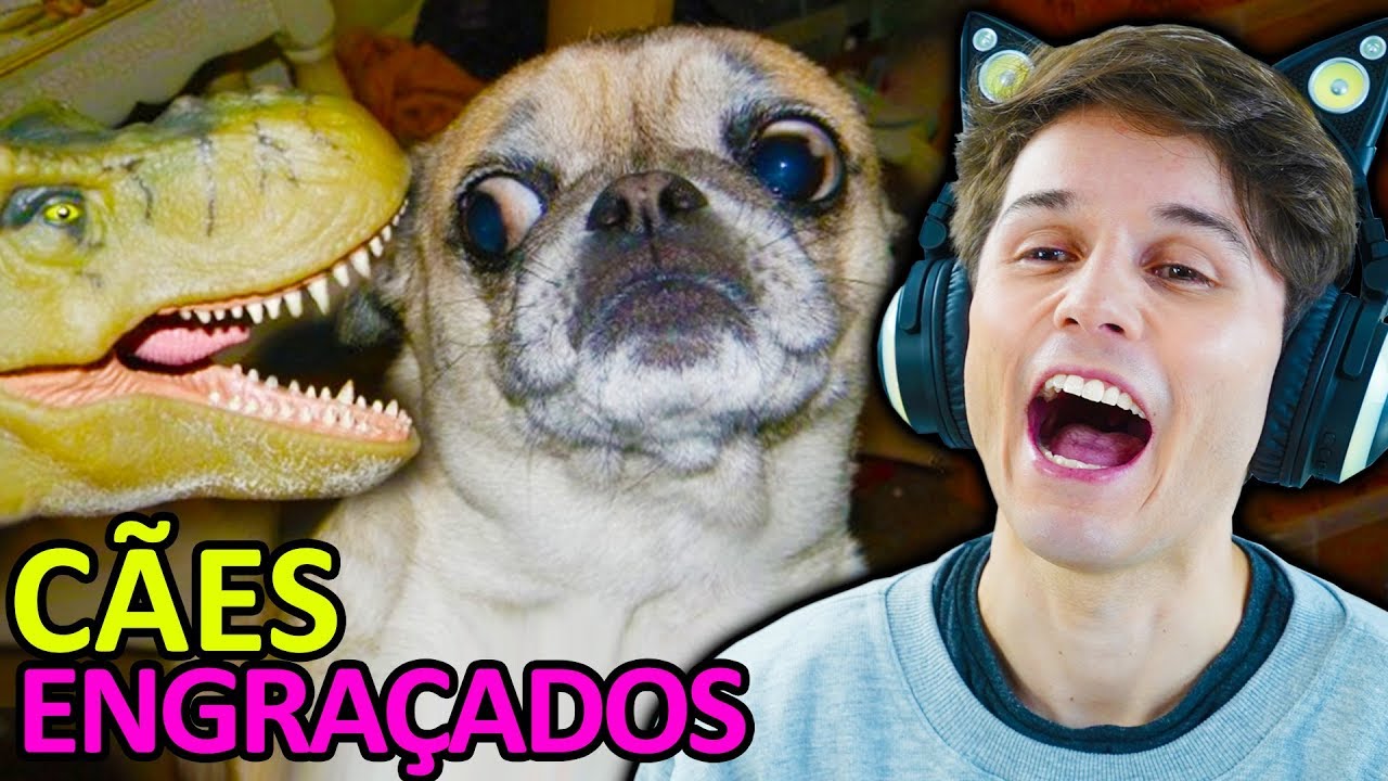 Videos de Animais, os mais engraçados e divertidos da Net!