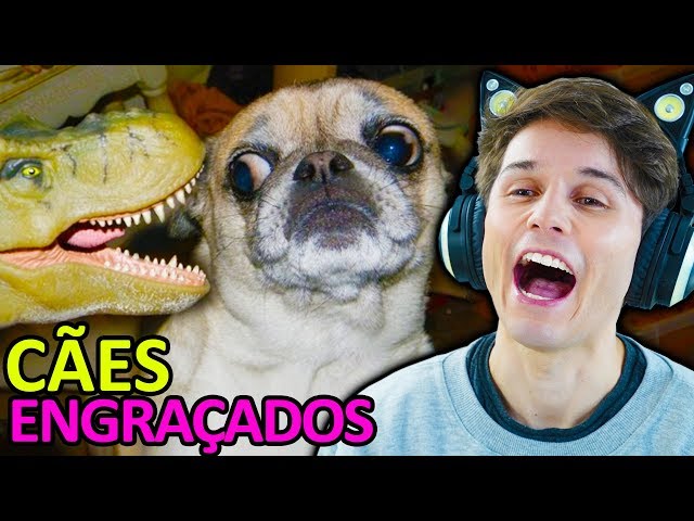 7 vídeos engraçados de cachorro que te farão gargalhar de tão engraçados