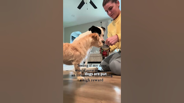 Is your dog loyal?
