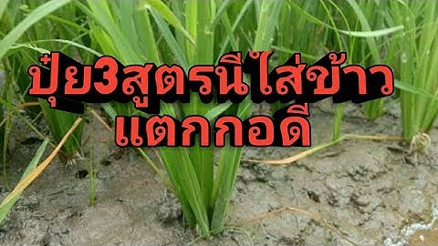 ปุ๋ย3สูตรที่นิยมใส่ทำให้ข้าวแตกกอดี