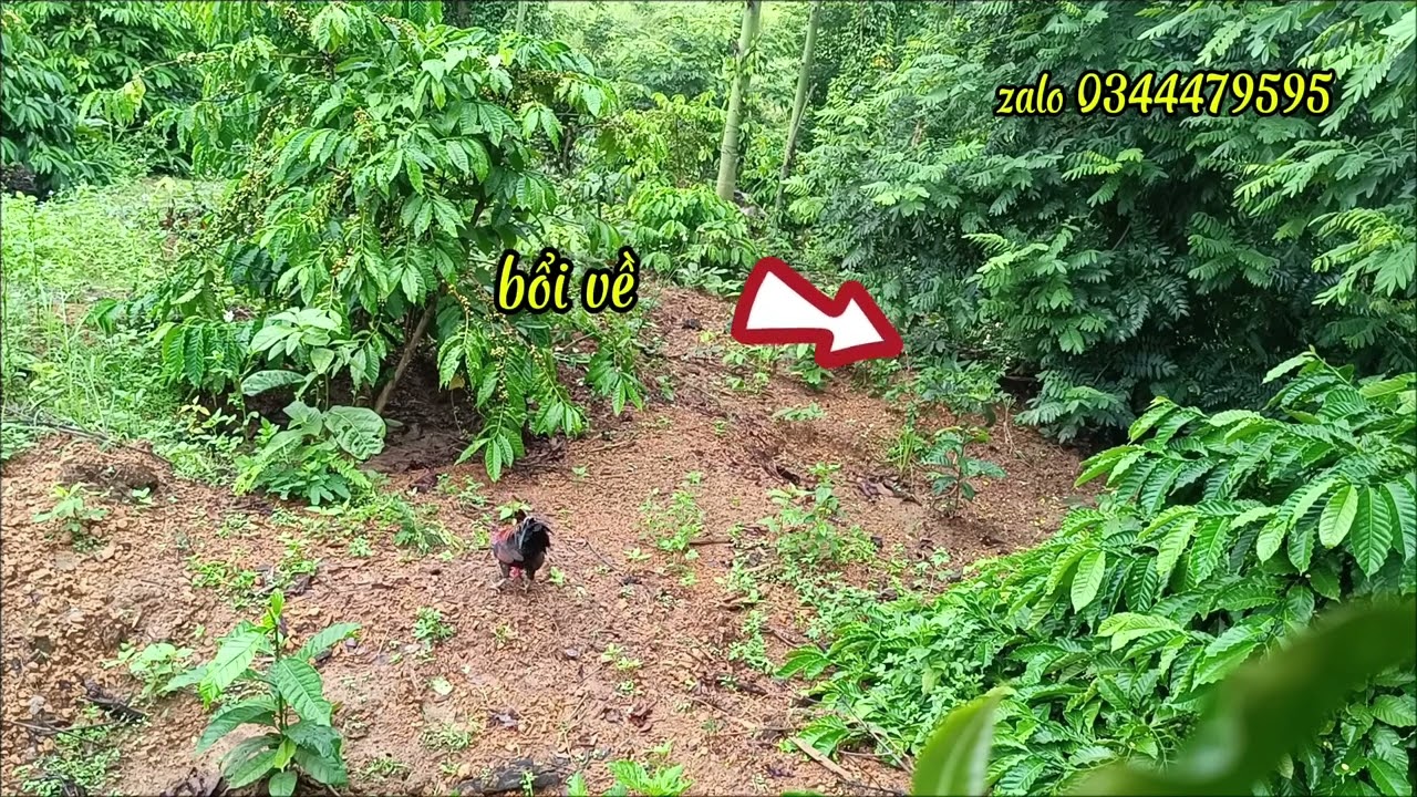 Bẫy gà rừng đầu mùa 25-9-2025