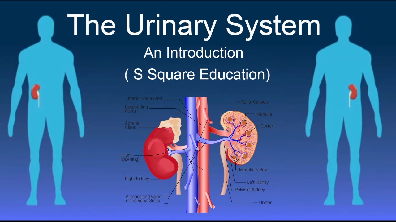 The Urinary System An Introduction ¦ Biology ¦ Hindi ¦ S Square