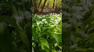 #funny #природа #nature #joke #relax #mushroom #flowers #весна #spring