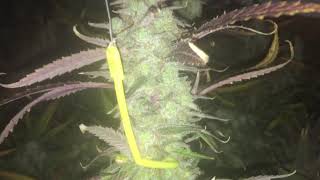 Sage N Sour 15 gal