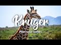 Kruger national park south africa 2024  how to plan a selfdrive safari in kruger national park