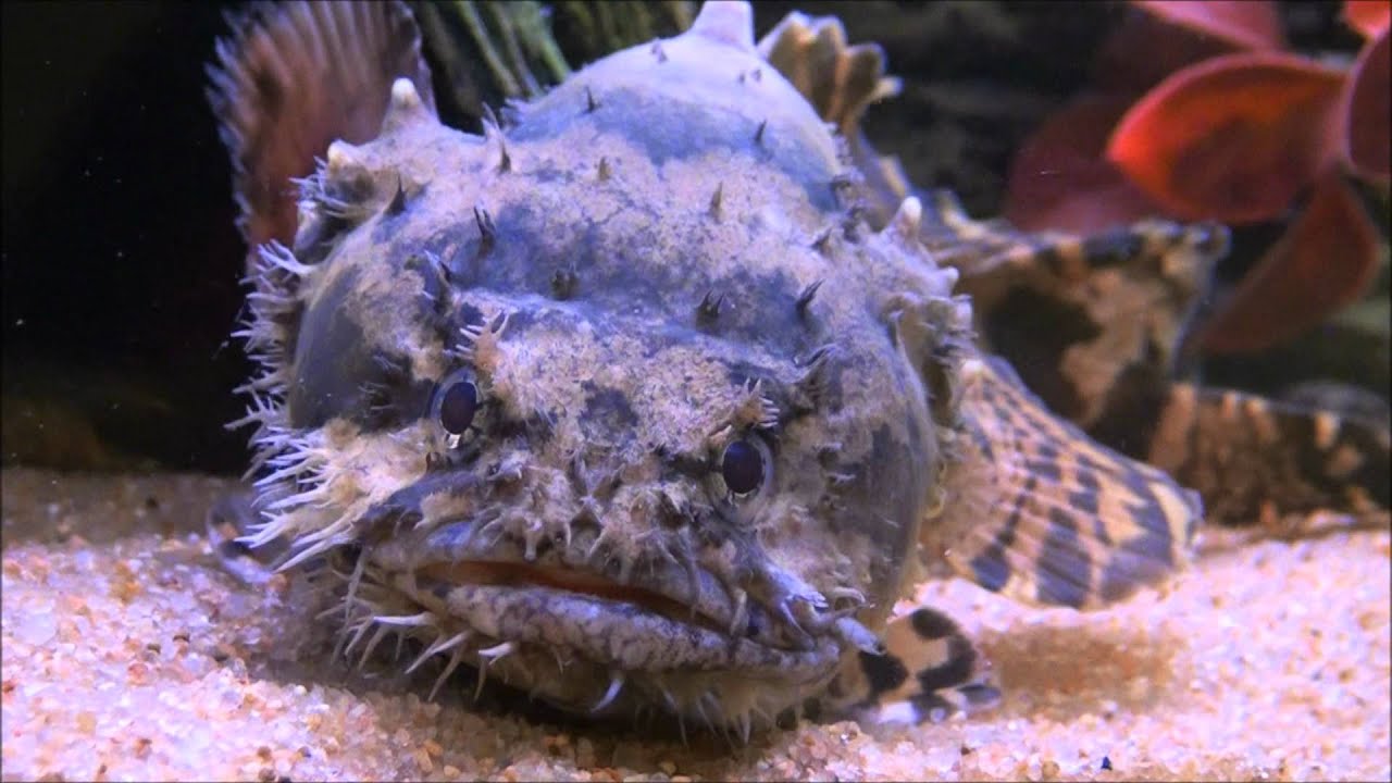 Freshwater Lion Fish - YouTube