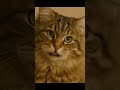 Subwoolfer- Give That Wolf A Banana Eurovision Norway_Cat version #subwoolfer #eurovision#music #cat