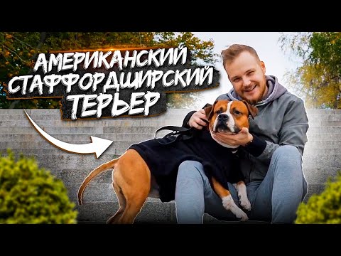 АМЕРИКАНСКИЙ СТАФФОРДШИРСКИЙ ТЕРЬЕР| все о породе| личный опыт владения породой АМ СТАФФ