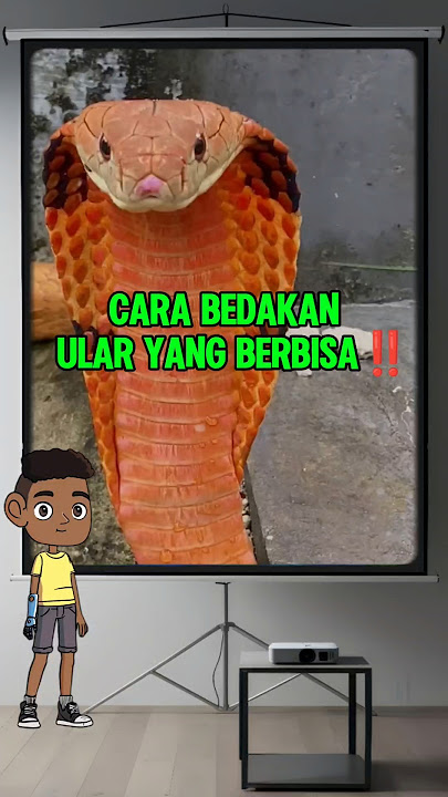 Cara membedakan ular yang berbisa dan tidak.