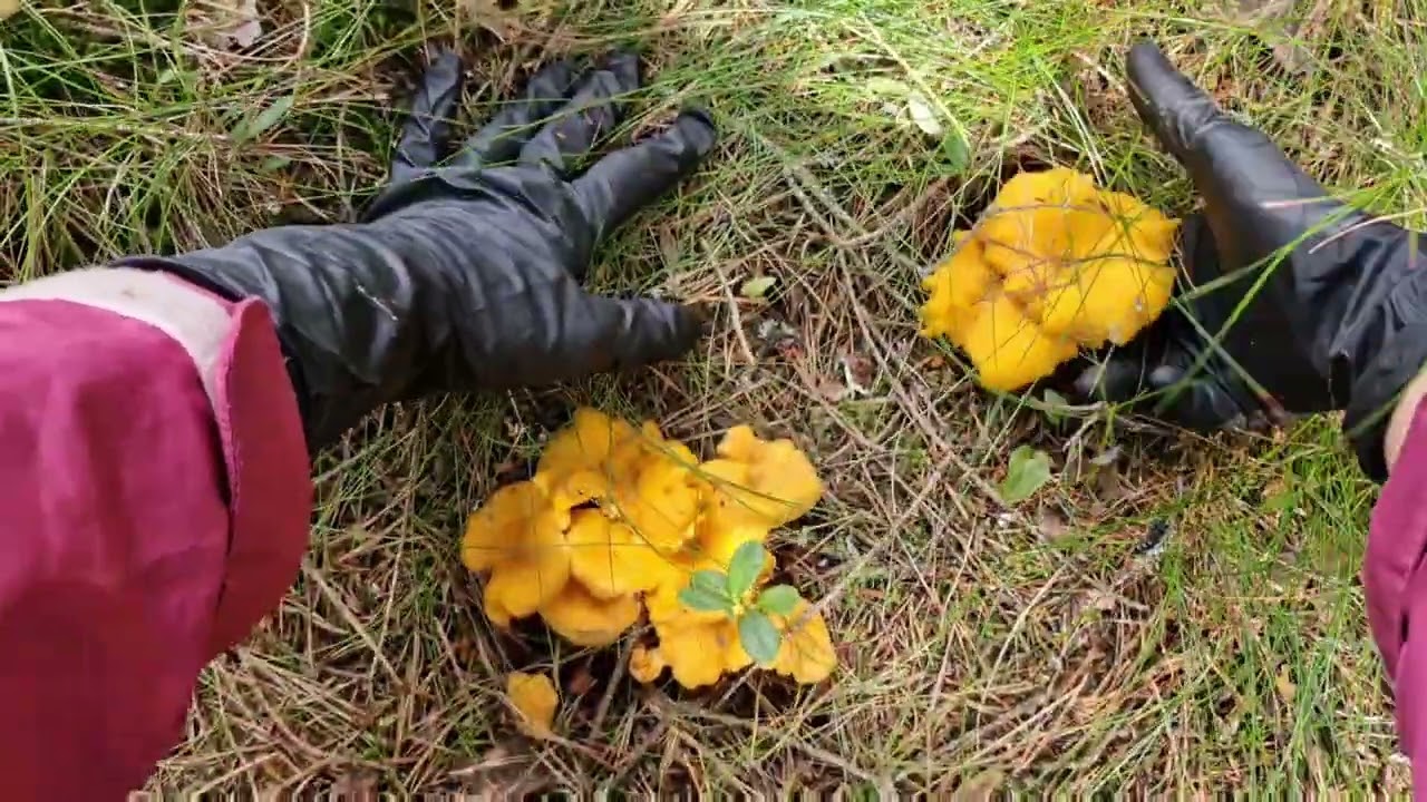 10/8/2025 เก็บเห็ดสวยๆหลังเลิกงาน รุ่นนี้พอดีกิน