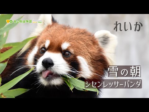 【東山動植物園公式】雪の朝～れいか～ロングバージョン《 シセンレッサーパンダ　レッサーパンダ 》