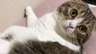 朝から甘えん坊な猫【今日のぽこ太郎#1】