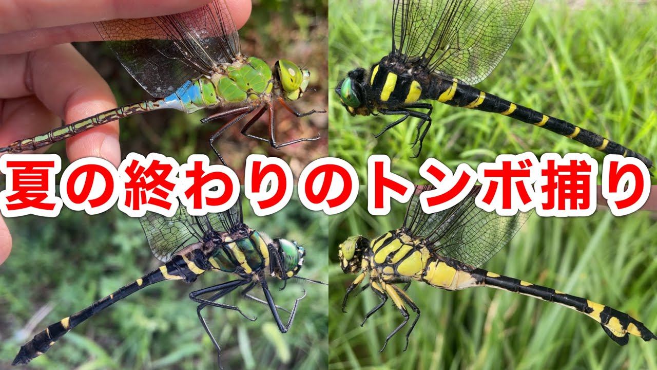 夏の終わりに本気でトンボ捕まえてみた！