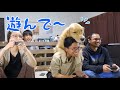 ゲーム中かまって欲しい愛犬が可愛すぎるww