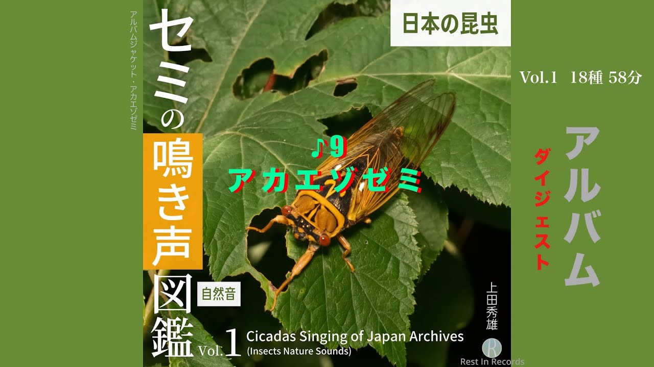 18種 セミの鳴き声図鑑Vol. 1 アルバム/ Cicadas Singing of Japan