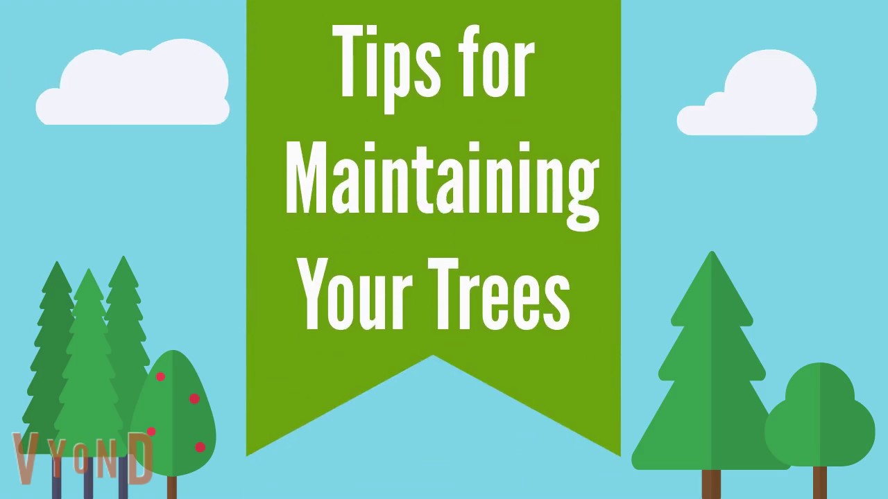 Tips for Maintaining Your Trees - YouTube