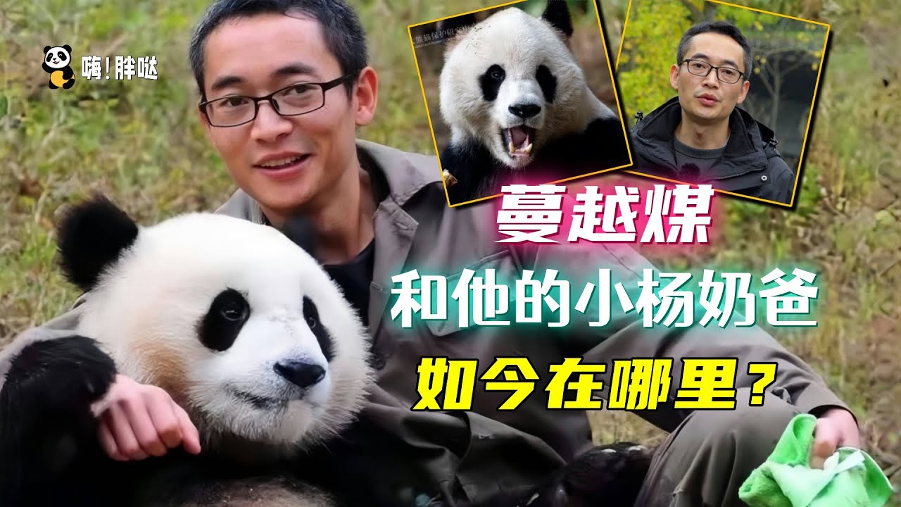 蔓越煤和他的杨奶爸如今身在何处？蔓越煤已儿女成群，杨奶爸也论文满满，成助理兽医，共同进步的“父子”俩