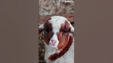 Aww Animals Yam Yam Yam Shorts Viral Trending 
