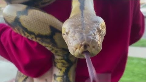 Chatsworth family reunited with beloved python 