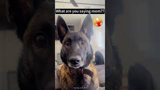 Dogs facial expressions #fyp #funny #pet #cute #foryou #dog #funnydogs #funnyvideos #expression